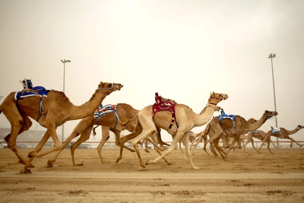 Camel Racing Experience